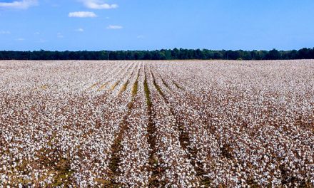 13 mn cotton acres to be planted by US producers in 2020