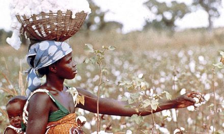 Gambia started reviving its cotton sector in Upper River Region