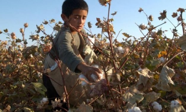 ILO reports fall in forced labour in Uzbek cotton fields