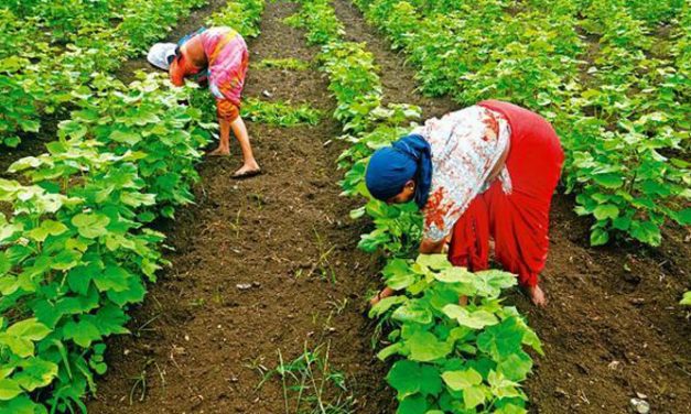 Maharashtra State Cabinet to loan Rs. 1800-cr to its Cotton federation