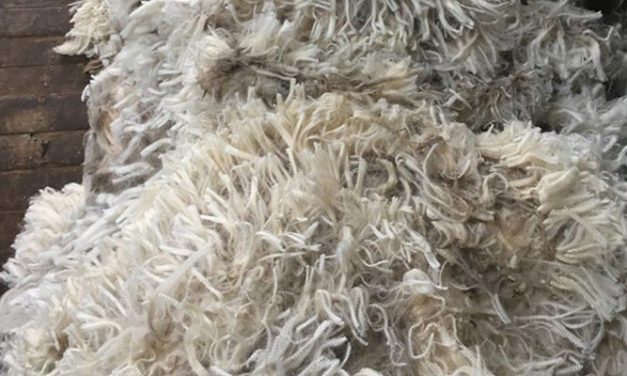 The radical change sale results at Australian wool auctions