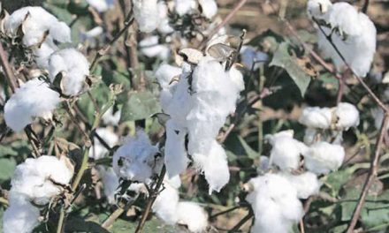 70 lakh bales of cotton under MSP purchased by CCI