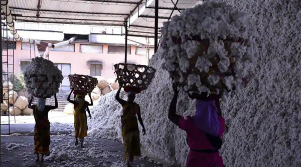 Guarantor for `1500-cr loan of cotton body by Maharashtra Govt.