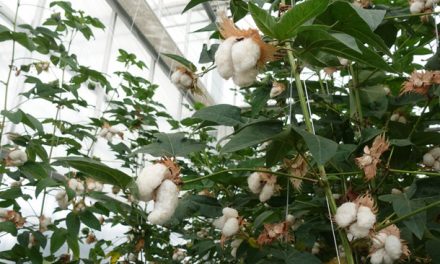 Fashion for Good consortium pilots resource efficient cotton farming