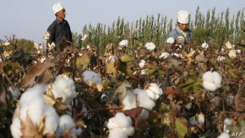 US detains cotton items from China's XUAR 