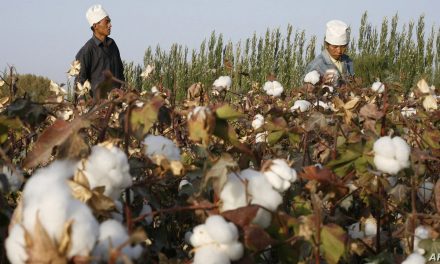 US detains cotton items from China’s XUAR