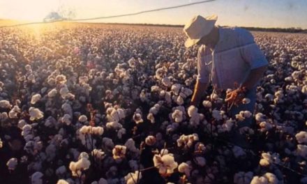 Australian cotton farmers are being hopeful by spat with PRC discover new markets