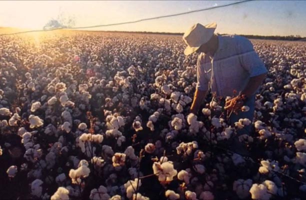 Australian cotton farmers are being hopeful by spat with PRC discover ...
