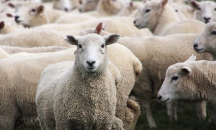 NZM, wool brands create 100 percent world’s first regenerative wool platform