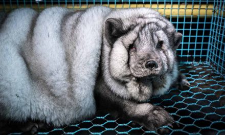Pendleton Woolen Mills bans fur