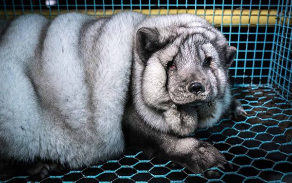 Pendleton Woolen Mills bans fur