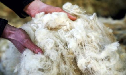 Ireland to commission major study on wool