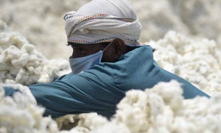 CCI cuts price of cotton as ‘one-time’ correction