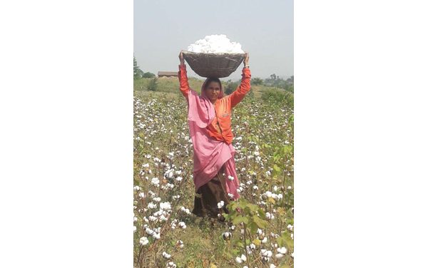 DBS launches an organic cotton procurement financing pilot programme in India