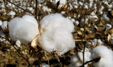 Australia’s SMX signed cooperation agreement with Israeli cotton