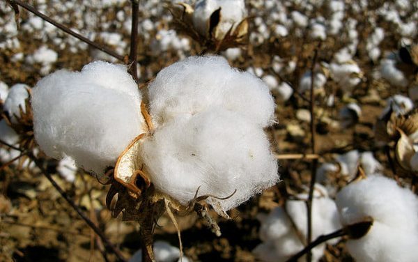 Australia’s SMX signed cooperation agreement with Israeli cotton