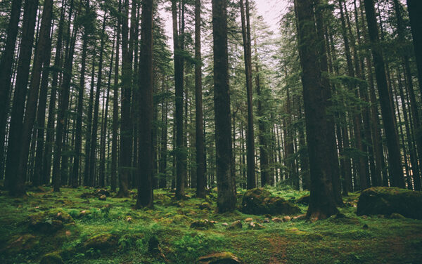 Global supply chain powerhouse, Li & Fung joins hands with Canopy to protect endangered forests