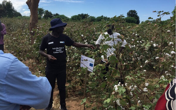 ICAC, ITC sign agreement to double yields of atleast 50,000 Zambian cotton farmers