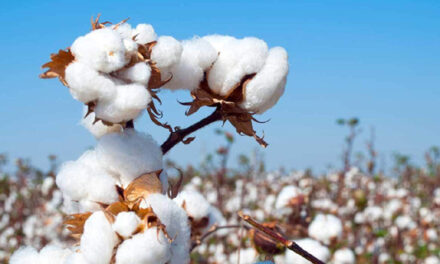Farm-to-fashion cotton traceability through new Retraced app