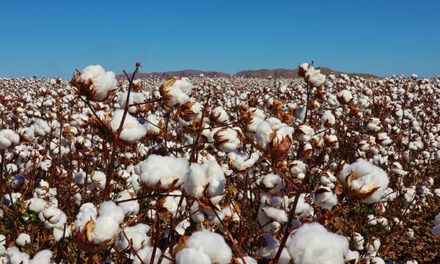 Kimberley cotton company secures funds to construct cotton gin