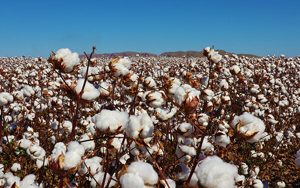 Kimberley cotton company secures funds to construct cotton gin