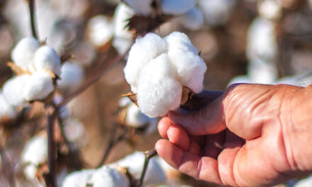 New SIMA Chief urges govt. to exempt ELS cotton from import duty and enhance global competitiveness