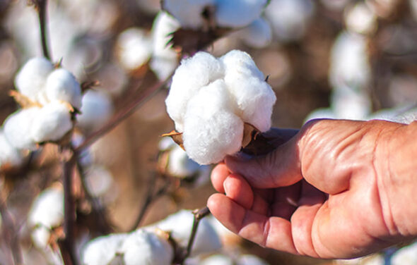 New SIMA Chief urges govt. to exempt ELS cotton from import duty and enhance global competitiveness