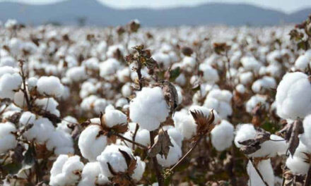Indian Cotton production to grow to 43 mn bales by the end of this decade