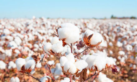 World Cotton Day: The importance of using responsibly sourced cotton