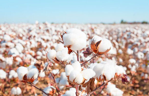 World Cotton Day: The importance of using responsibly sourced cotton