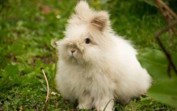 Armani Group bans Angora wool in future products