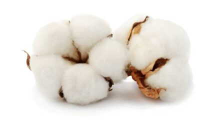American Cotton Gets a Favorable Look by South Indian Textile Spinners