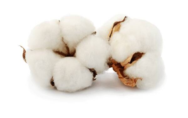 American Cotton Gets a Favorable Look by South Indian Textile Spinners