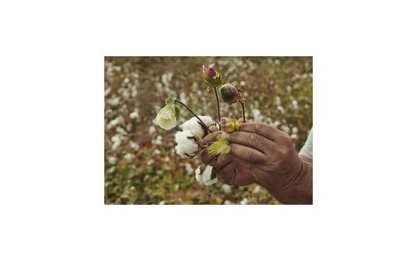 US’ Gallant launches largest global regenerative organic cotton project