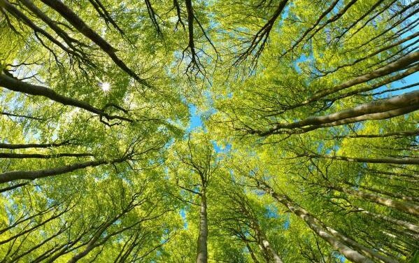 Birla Cellulose sets net zero target