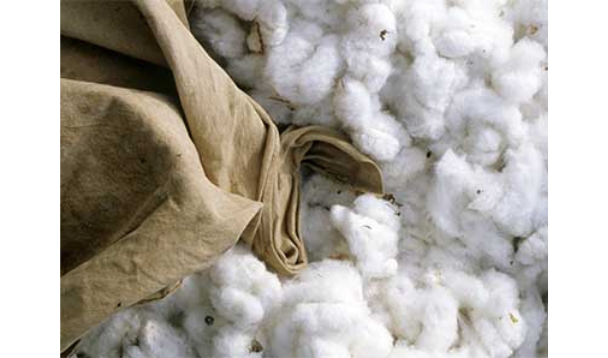 Pima cotton from Peru is becoming more visible