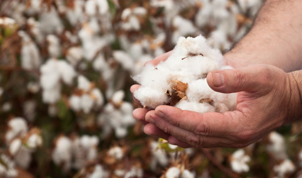 Cotton duty reductions will lead to import of 10 lakh bales till September