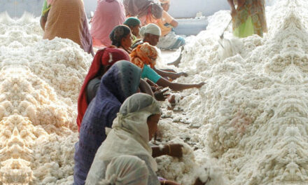 TEA appeals to the Central Government to ban cotton and cotton yarn exports