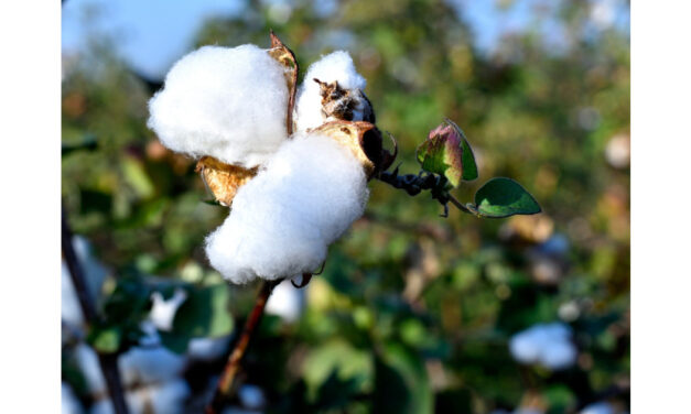 India’s 2021-22 cotton crop estimates were further reduced