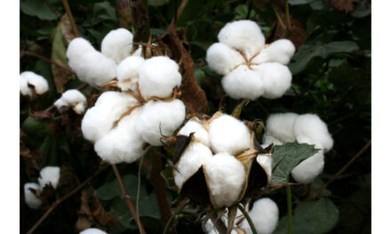 Strategic Partnership for Cotton Traceability Standards between Supima and TextileGenesis