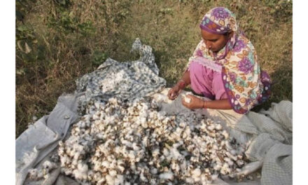 Bangladesh’s cotton usage is projected to stay the same