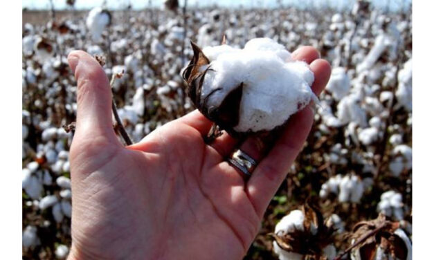 Cotton prices in China fell 24% after US sanctions in June 2022