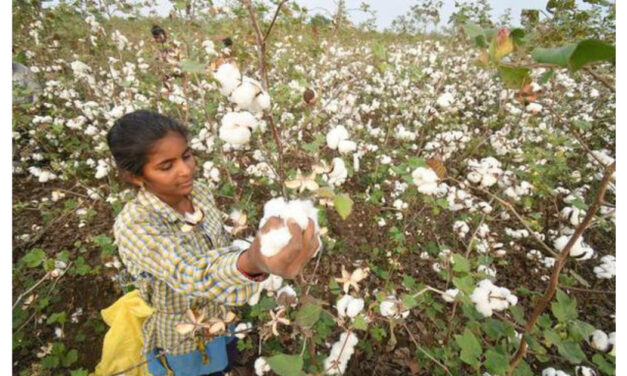 The price of cotton in India is once again Rs. 1 lakh per candy