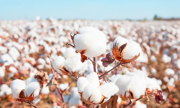 Demand will give impetus to the cotton and textile sector