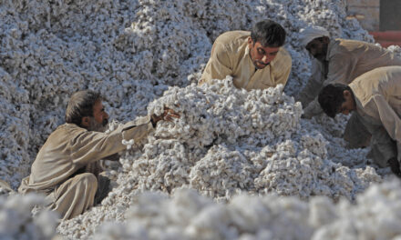 Pakistan’s cotton arrival decreased by 14 percent in August