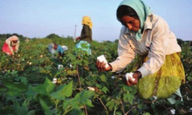 Better Cotton’s impact in India shows improved profitability and positive environmental impact