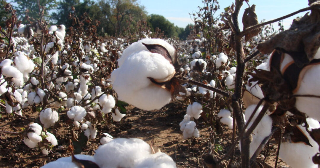 Australian industry anticipates a good cotton crop in 2023, despite rain