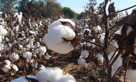 Australian industry anticipates a good cotton crop in 2023, despite rain