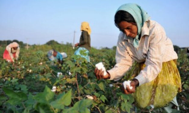 OCA launches organic cotton farmer training