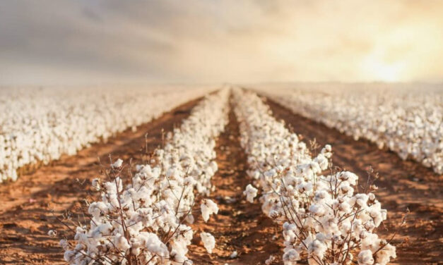 Australian industry projects cotton production over 5 mn bales in 2023